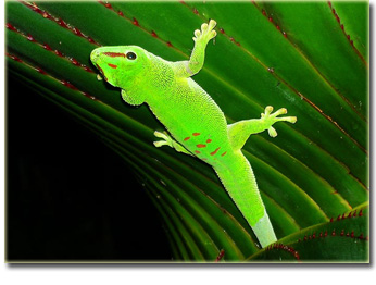 Cameleon