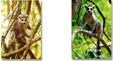 Lemurs